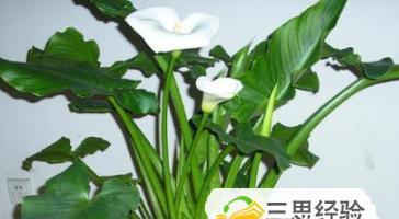 马蹄莲开花后的正确处理方法（让你的马蹄莲长得更健康）