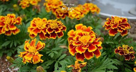 孔雀草的花语与寓意（揭开孔雀草的神秘面纱）