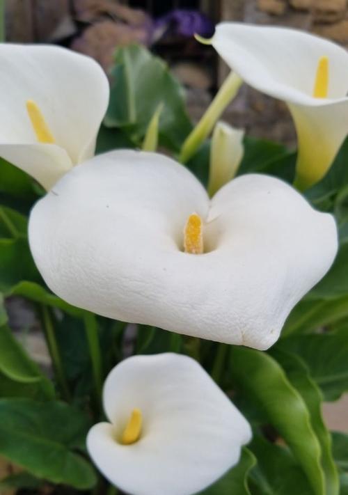 探寻马蹄莲的开花奥秘（季节）