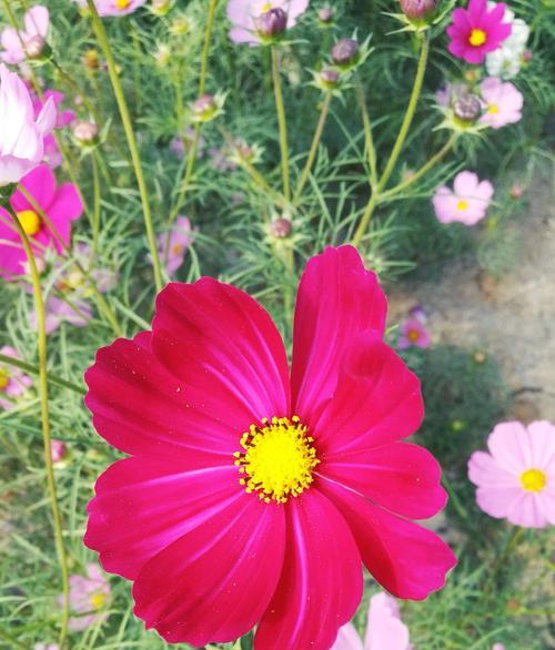 格桑花（格桑花的寓意与的风土人情）