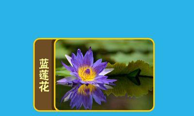 蓝莲花（探寻蓝莲花的深层含义）