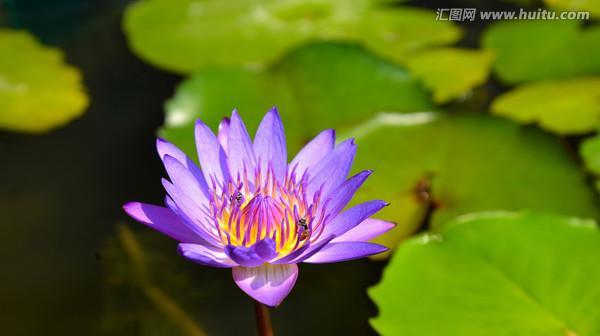 蓝莲花（探寻蓝莲花的深层含义）