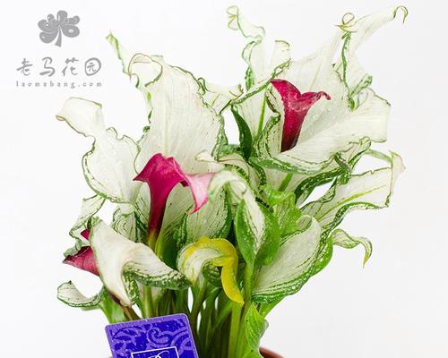 马蹄莲叶子卷曲的原因及补救处理方法（探究马蹄莲叶子卷曲的根源与有效解决方法）