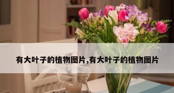 马蹄莲叶子卷曲的原因及补救处理方法（探究马蹄莲叶子卷曲的根源与有效解决方法）