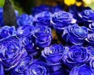 以蓝玫瑰花代表什么花语（探寻蓝玫瑰花的神秘之谜）