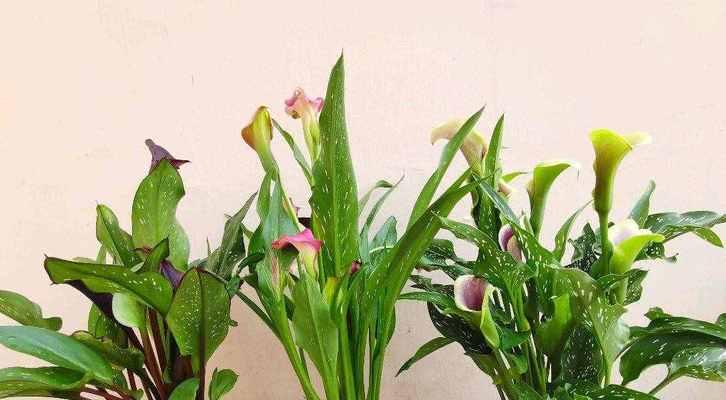 马蹄莲的开花习性（探究马蹄莲一年开几次花的规律）