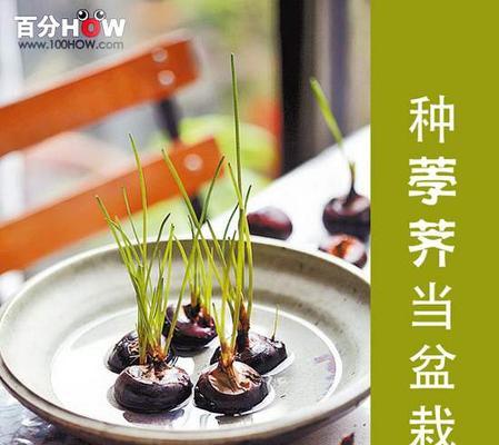 马蹄莲种球保存方法（如何保证马蹄莲种球保存良好）