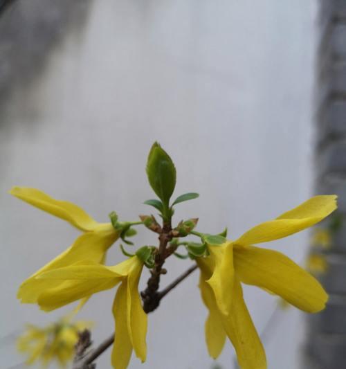 连翘花的寓意与象征（揭示连翘花的传统涵义及当代象征意义）