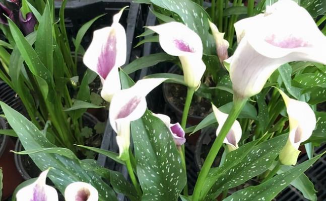 莲花的生肖寓意与象征（探秘十二生肖与莲花的深刻内涵）