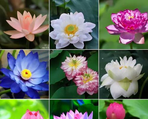 莲花（莲花寓意的深远与风水的秘密）
