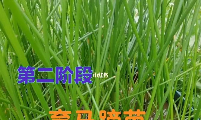 马蹄——适合在哪些地方种植（了解马蹄的生态环境）