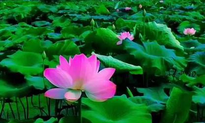 莲藕风水之福富吉祥（揭秘莲藕的象征意义及其在风水中的应用）