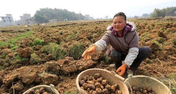 马蹄种子的种植方法（从选种到收成）