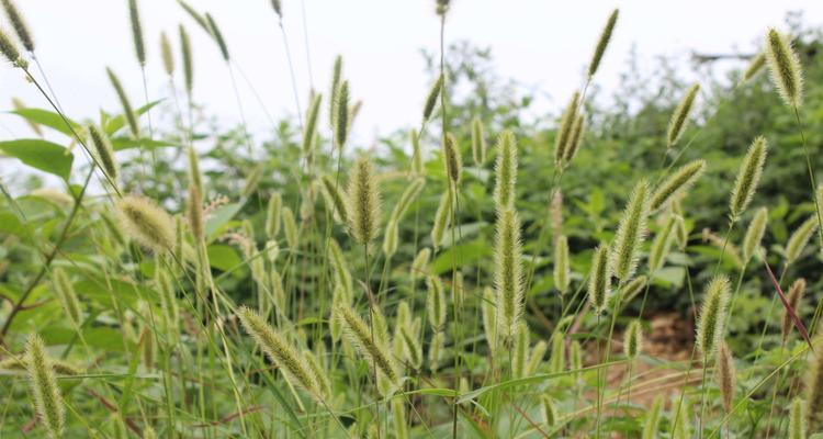 马尾草的特点与生长习性（探秘马尾草的生态之美）