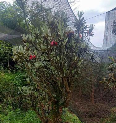 马樱花盆栽的养殖方法与注意事项（打造居家优美风景）