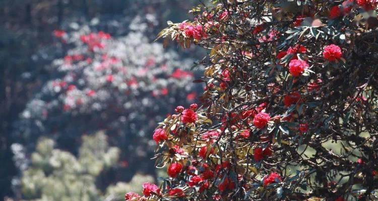马缨杜鹃：国家保护植物
