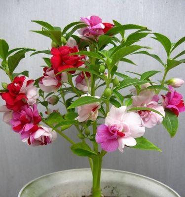 如何正确种植花种子（从购买到成长）