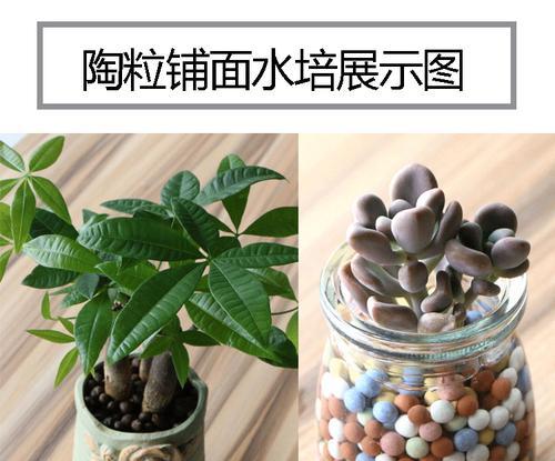 营养土能否直接种花（营养土的作用及正确使用方法）