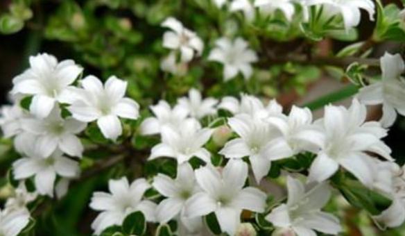 六月雪的花语与寓意——生命的坚韧与美丽（绽放于夏日的奇迹）