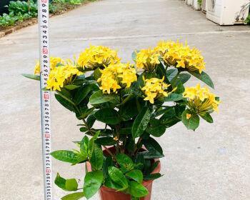 龙船花风水的奇妙寓意与作用（揭开龙船花的秘密）