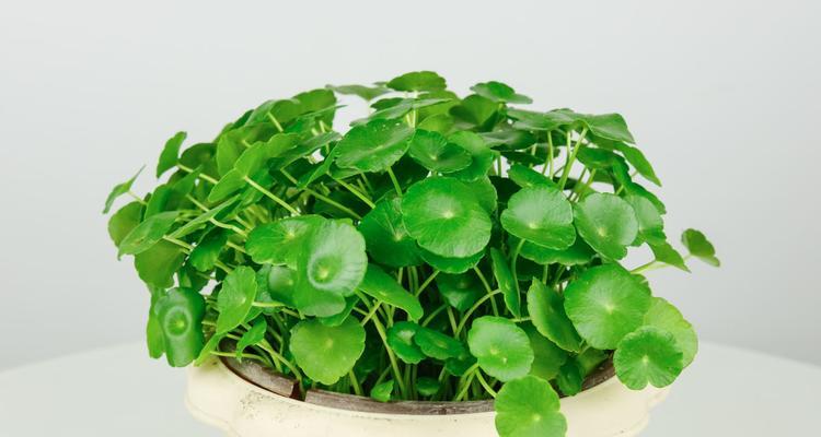 买来的花土能否直接使用（探究花土的使用方法与注意事项）