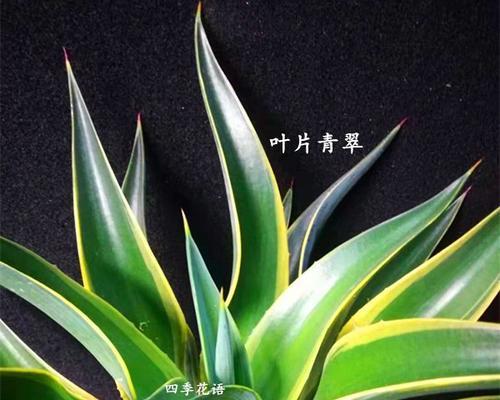 龙舌兰花语与寓意（探寻龙舌兰的花语）