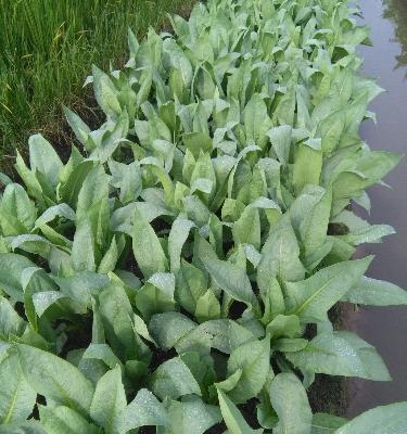 探究麦菜的生长周期（从种植到收成）