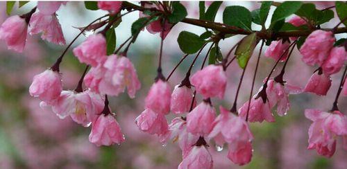 龙眼之花（探寻龙眼花的花语与象征意义）