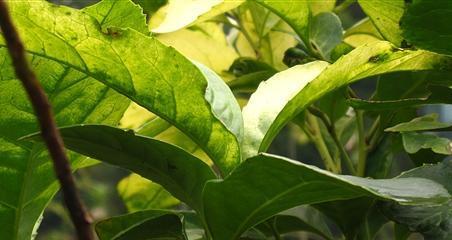 龙眼之花（探寻龙眼花的花语与象征意义）
