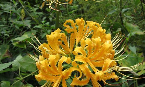 以龙爪花的寓意和象征（探索龙爪花的深层内涵）