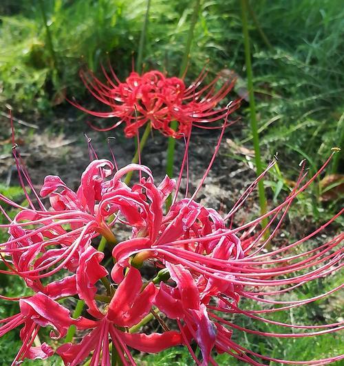 以龙爪花的寓意和象征（探索龙爪花的深层内涵）