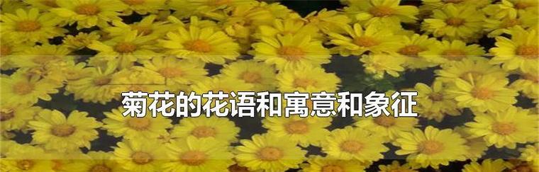 绿菊花的花语与寓意（探索绿菊花的深层意义与象征）