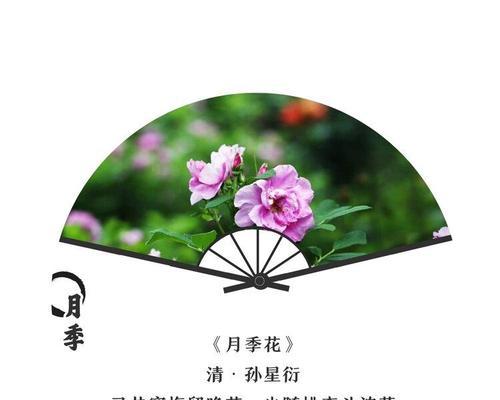 麦秆菊的花语与寓意（探究麦秆菊的内涵与象征）