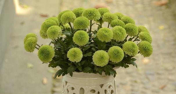 绿菊花的花语与寓意（探索绿菊花的深层意义与象征）
