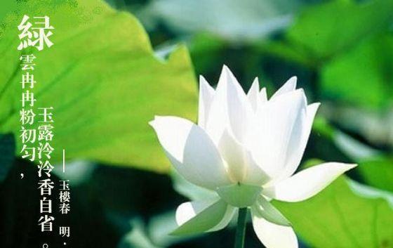 绿菊花的花语与寓意（探索绿菊花的深层意义与象征）