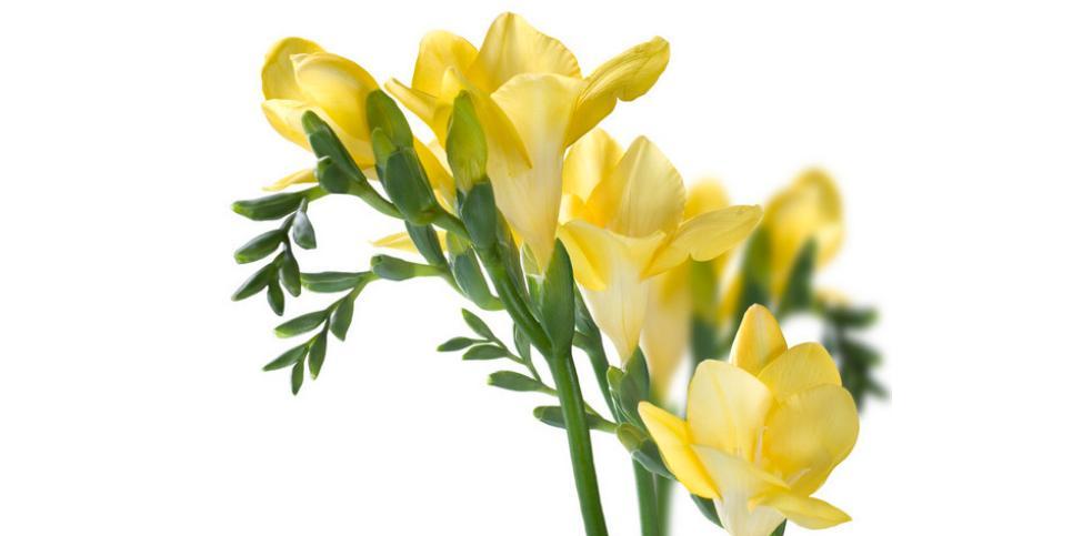 麦兰开花有毒吗（适合在室内养护吗）