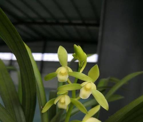 麦兰开花有毒吗（适合在室内养护吗）