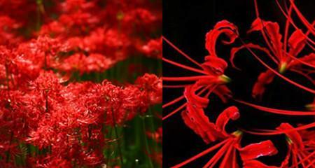 曼珠沙华的花语（以色彩为语言）