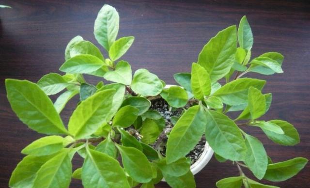 满红红——一种奇异的多肉植物（探寻满红红的特点和分类归属）