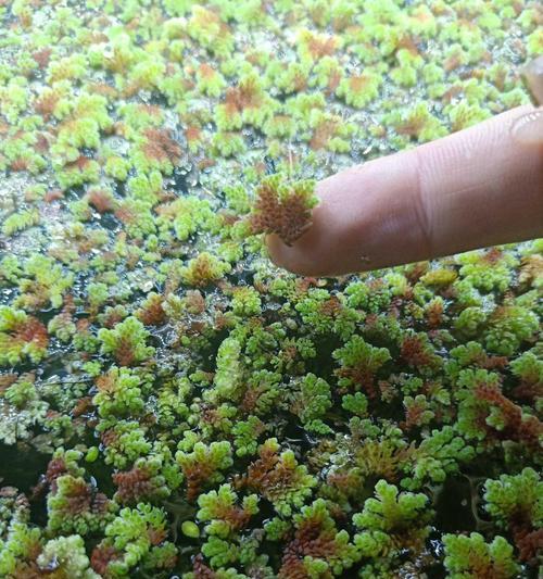 满江红不是被子植物（探究满江红的植物分类及特征）