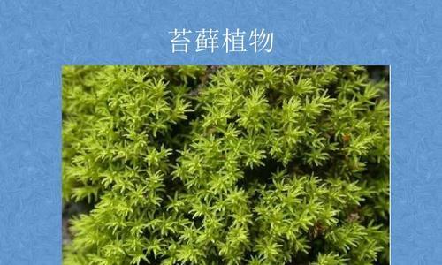 满江红（揭开满江红真正的面纱）