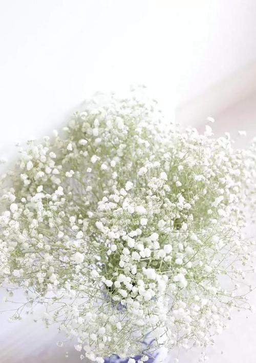 满天星花语的深刻寓意（探索满天星花语的十五种含义）
