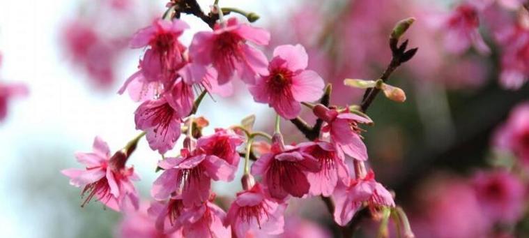 美人樱花（探索美人樱花的浪漫花语及其背后的文化意义）