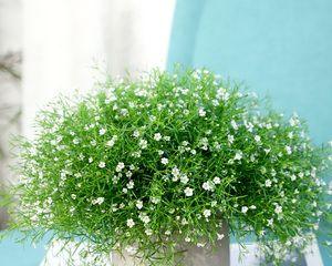 满天星冬天开花，独树一帜（寒冬中的奇迹）