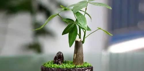 苹果，十二生肖中的什么（探究以苹果代表什么生肖的象征意义）