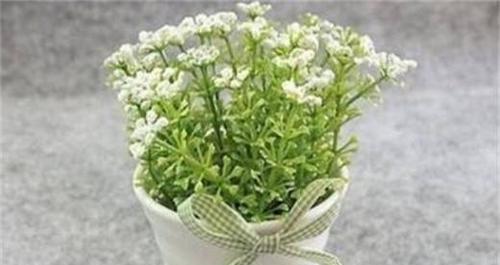 满天星室内养殖指南（打造清新室内花园）