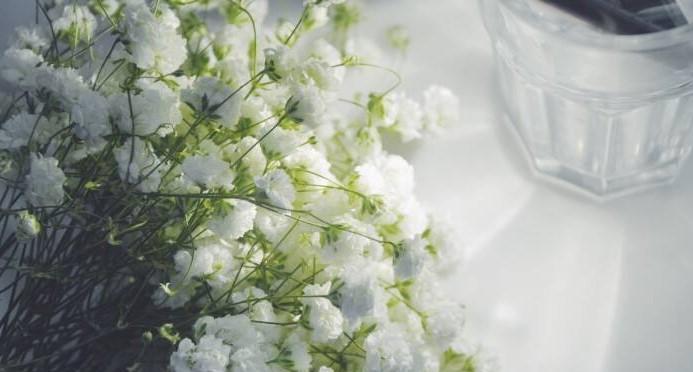 满天星花的象征意义（探寻满天星花的文化内涵）