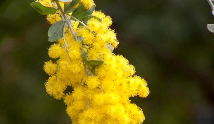葡萄花语与寓意（葡萄——象征团结与幸福的果实）