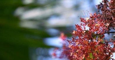 菩提花之花语（用菩提花的花语传递心灵的启示）