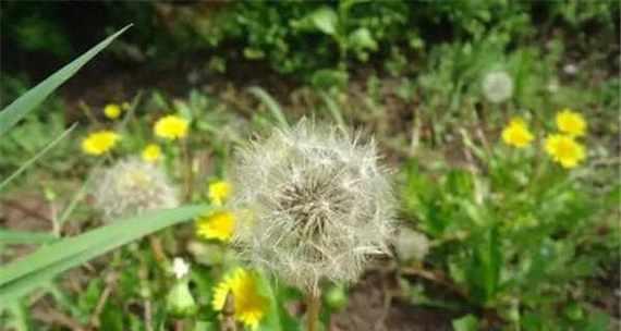 蒲公英（蒲公英的花语和象征意义解析）